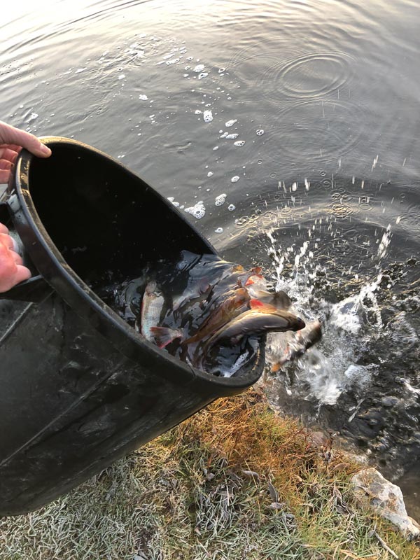 Empoissonnement des baux de pêche